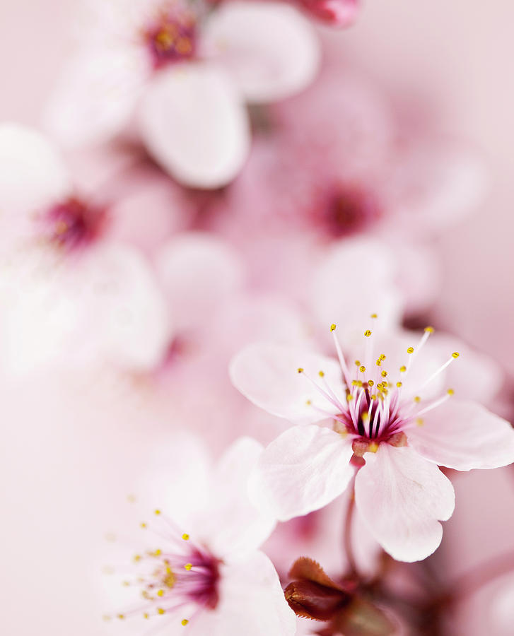Sakura Cherry Blossom #7 Photograph by Catlane