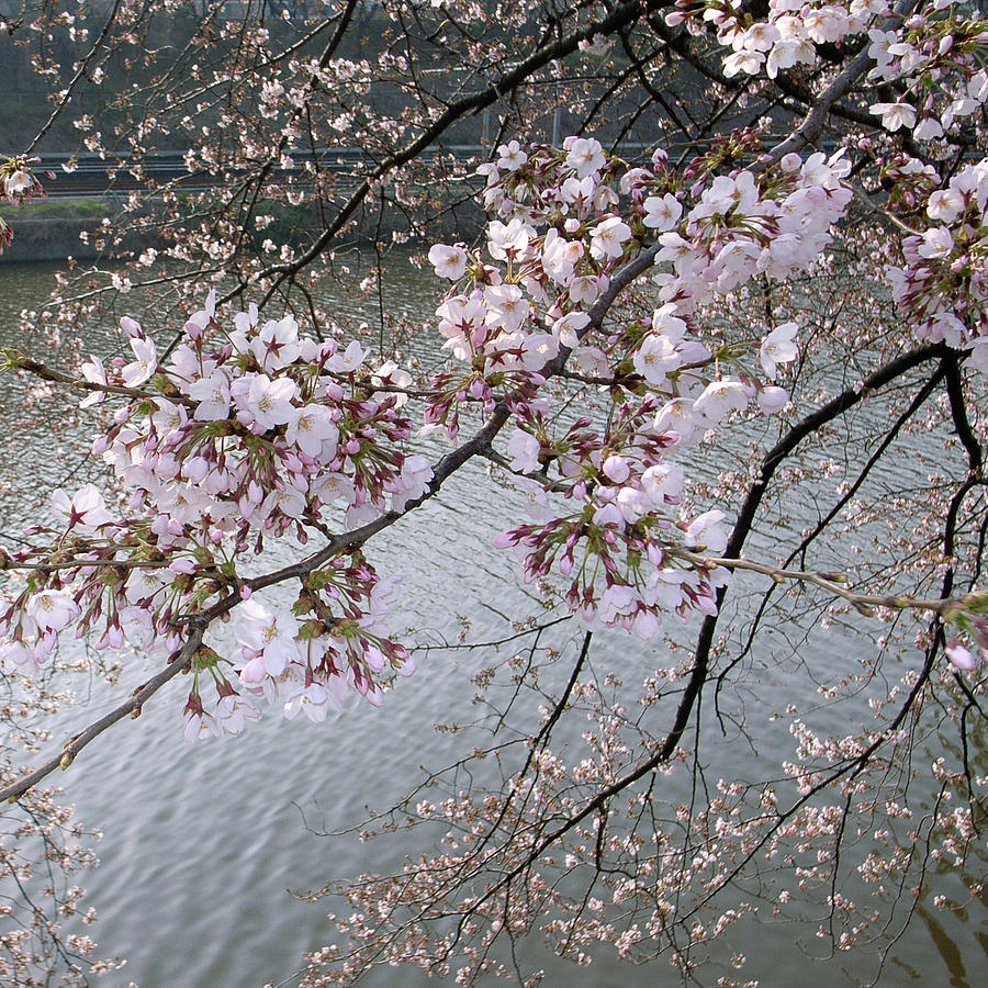 Sakura #7 Photograph by I Love Photo And Apple.