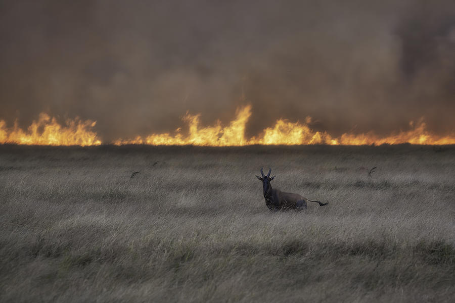 Savannah Burning #7 Photograph by Roberto Marchegiani