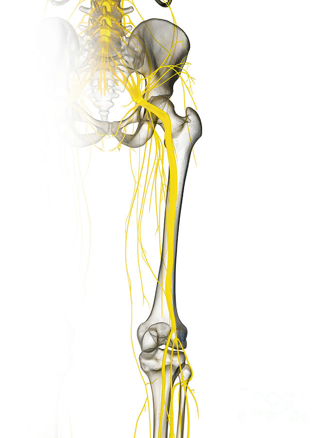 Sciatic Nerve Photograph by Sebastian Kaulitzki/science Photo Library ...