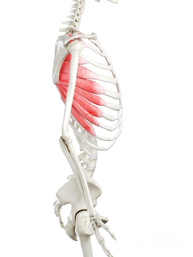 Pectoralis Major Muscle #6 by Sebastian Kaulitzki/science Photo Library