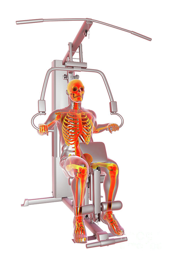 Skeleton Training On A Hammer Strength Machine #7 Photograph by Kateryna Kon/science Photo Library