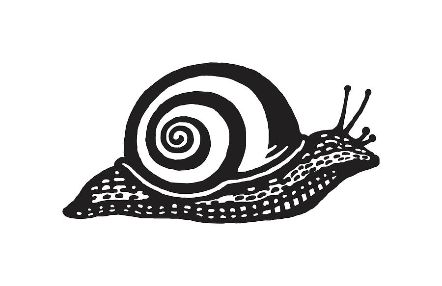 Premium Vector | Pencil drawing realistic snail naturalistic illustration