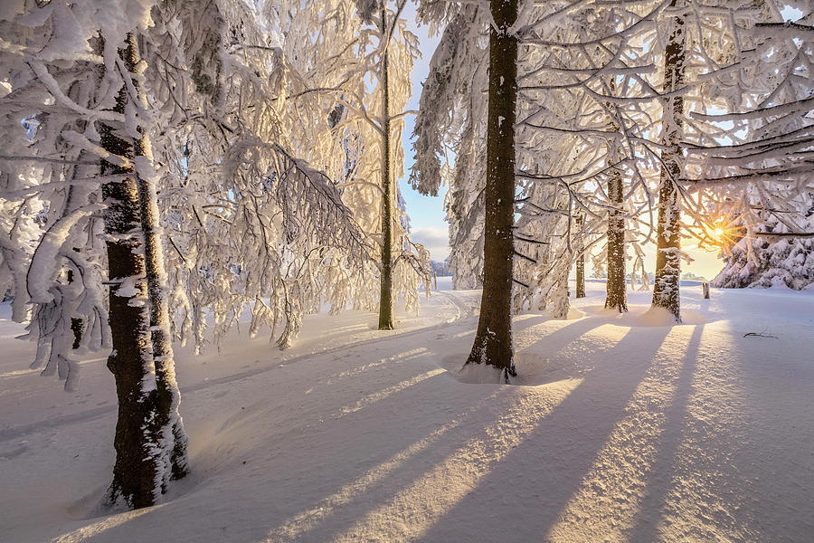 Snow Covered Forest #7 Digital Art by Reinhard Schmid