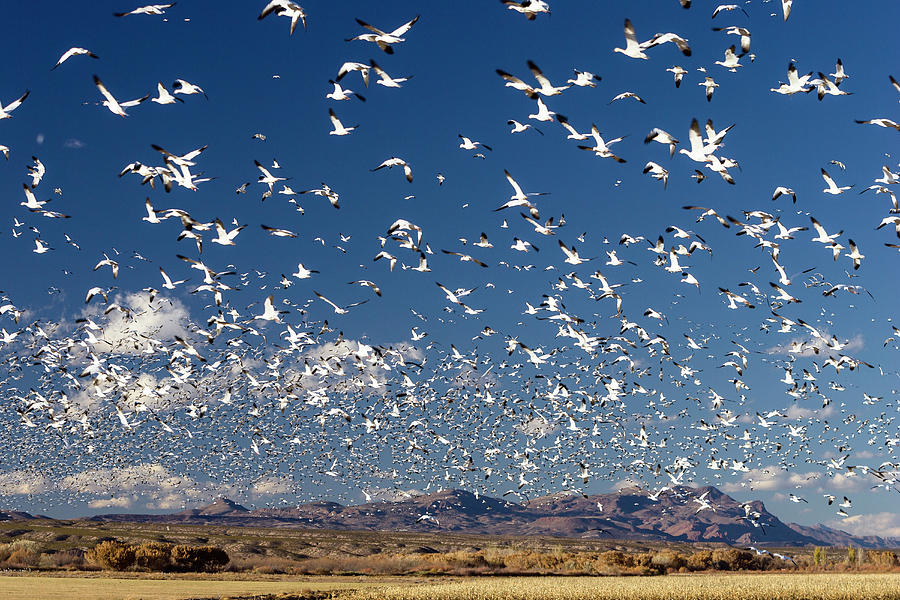 Snow Geese Wintering In Bosque Del Apache, Anser Caerulescens Atlanticus, Chen Caerulescens, New Mexico, Usa #7 Photograph by Konrad Wothe