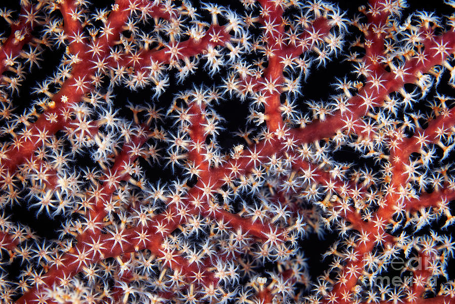 Soft Coral #7 Photograph by Alexander Semenov/science Photo Library