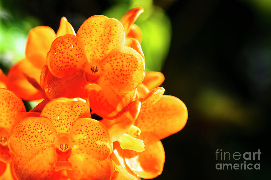Spotted Tangerine Orchid Flowers #7 Photograph by Raul Rodriguez