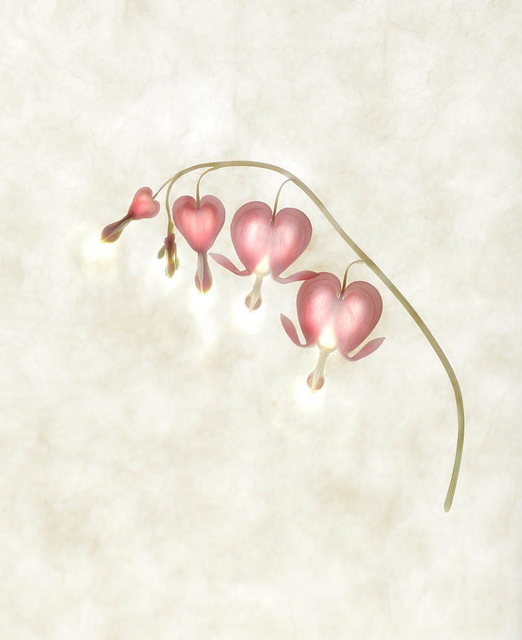 Still Life Of Flowers Photograph by Joyce Tenneson Still Life Of Flowers Photograph by Joyce Tenneson