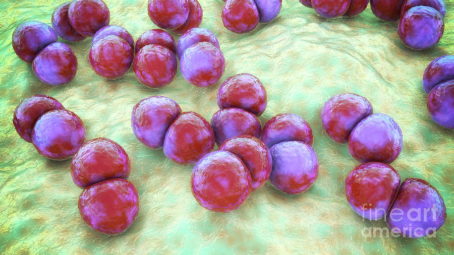 Streptococcus Pneumoniae Bacteria Photograph By Kateryna Konscience Photo Library Fine Art 7708