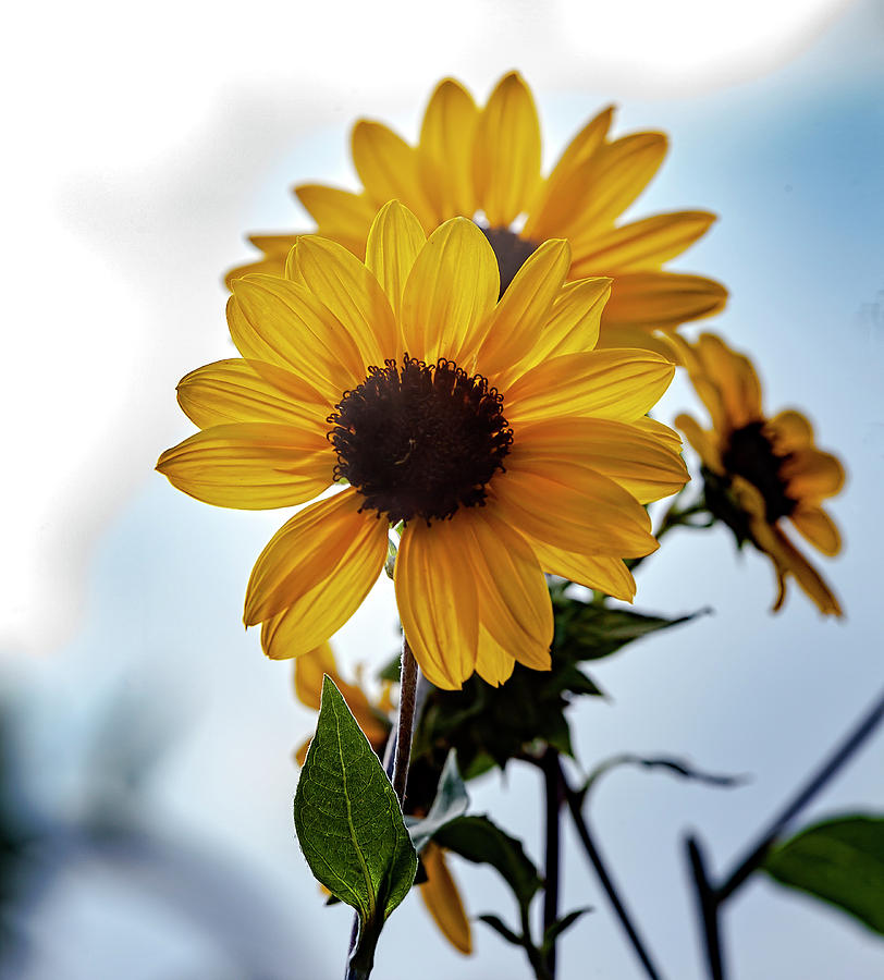 Sunflowers #7 Photograph by Robert Ullmann