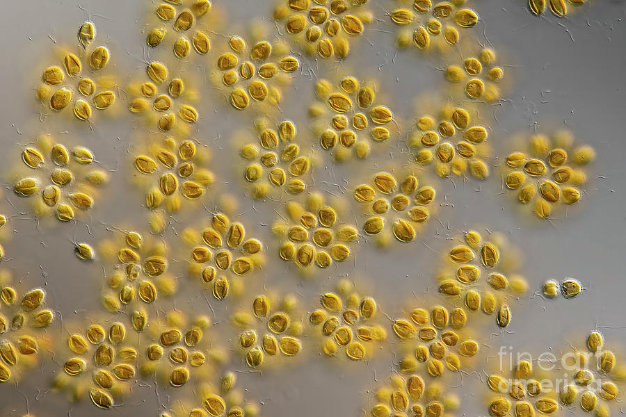 Synura Sp. Algae #7 Photograph by Frank Fox/science Photo Library