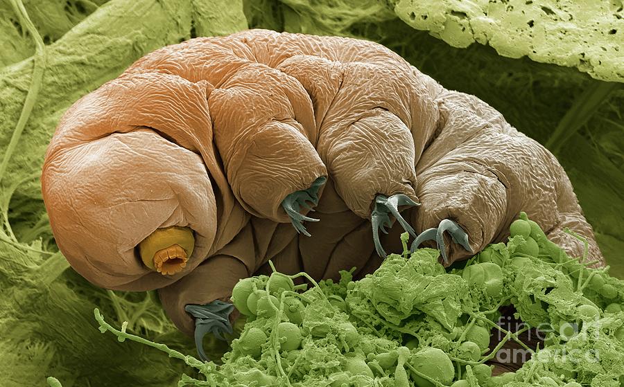 Tardigrade #7 Photograph by Steve Gschmeissner/science Photo Library