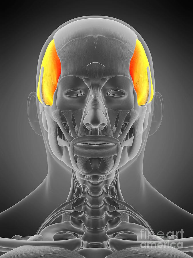 Temporalis Muscle Photograph by Sebastian Kaulitzki/science Photo ...