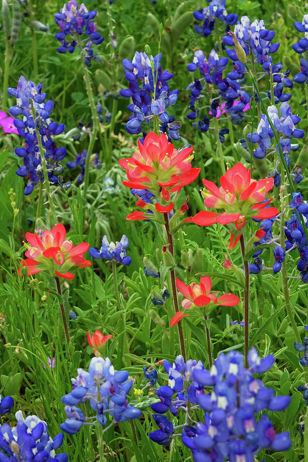 Texas Hill Country Wildflowers, Texas Photograph by Gayle Harper - Fine ...