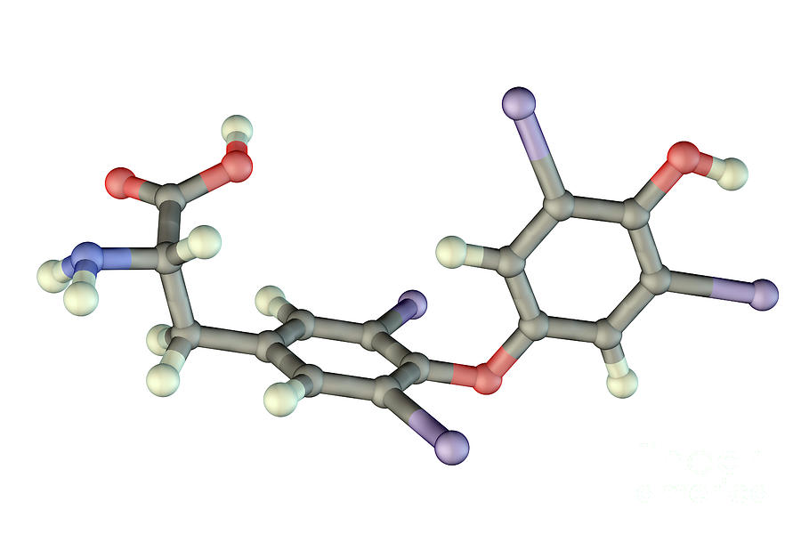 Thyroxine Hormone #7 Photograph by Kateryna Kon/science Photo Library ...