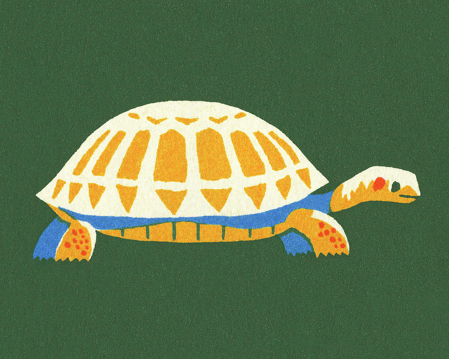 Turtle Drawing - Tortoise #7 by CSA Images