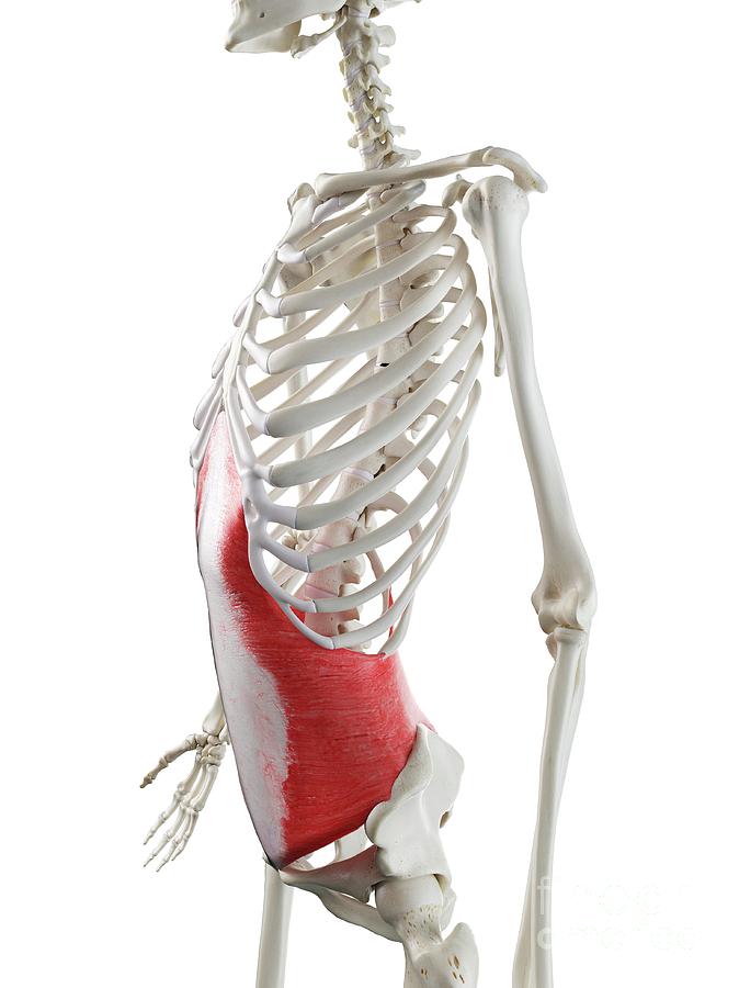 Transversus Abdominis Muscle Anatomy - Bodyworks Prime
