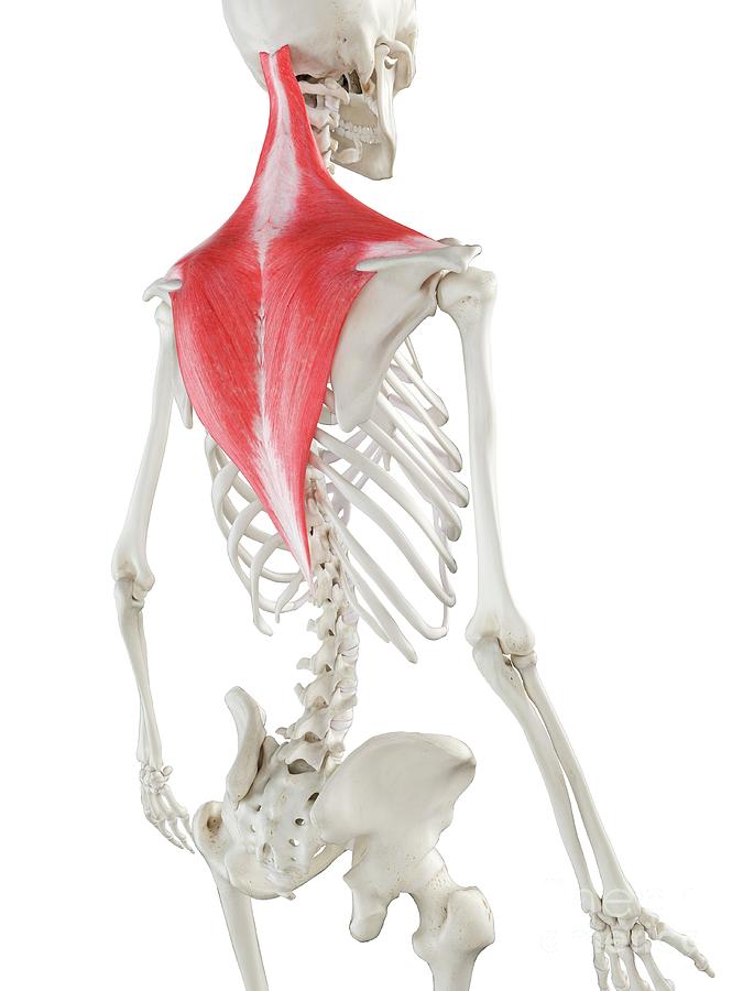 Trapezius Muscle Photograph by Sebastian Kaulitzki/science Photo ...