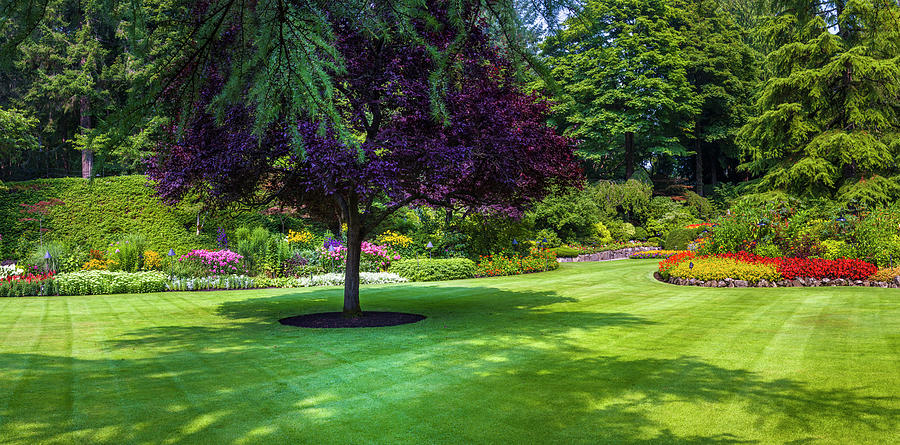 Trees In A Garden, Butchart Gardens Photograph by Panoramic Images ...