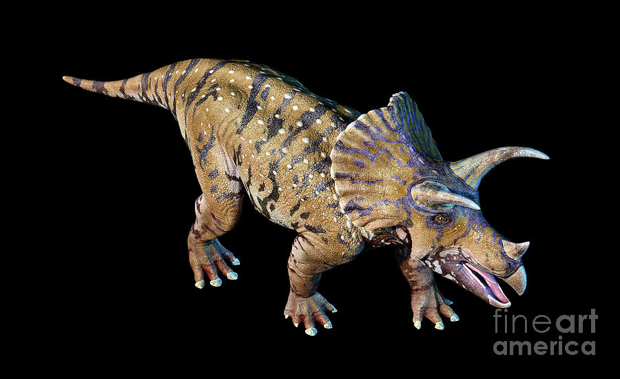 Dinosaur Photograph - Triceratops Dinosaur #7 by Leonello Calvetti/science Photo Library
