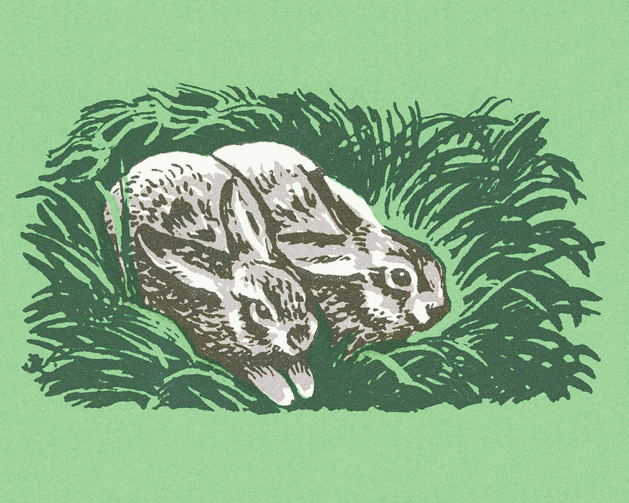 Vintage Drawing - Two Rabbits #7 by CSA Images