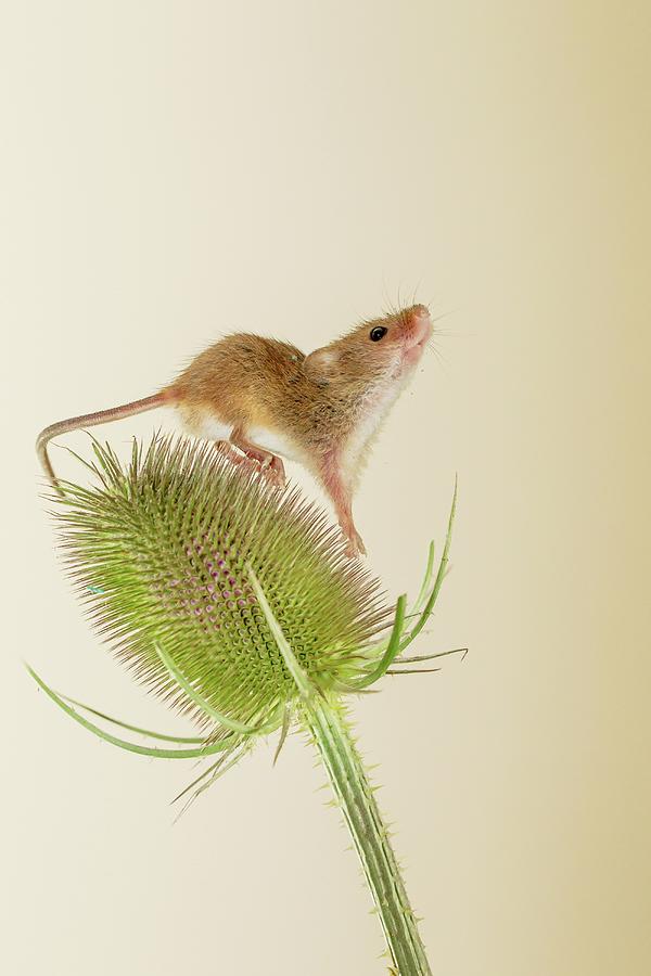 Uk, Norfolk, Harvest Mouse (micromys #7 Photograph by Sarah Darnell