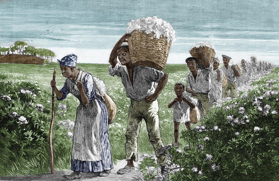 Cotton Pickers, Alabama, 1887 #1 Drawing by Science Source