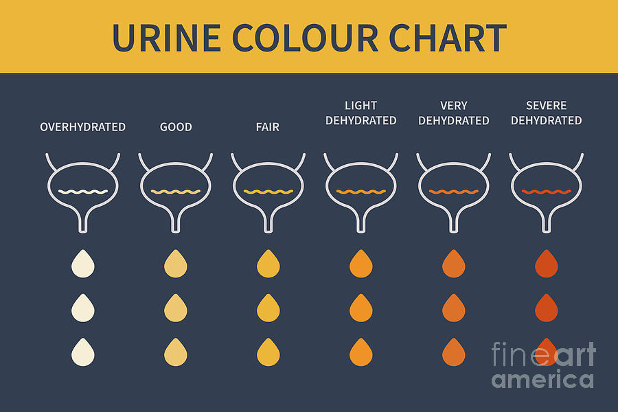 Urine Colour Chart #7 by Art4stock/science Photo Library