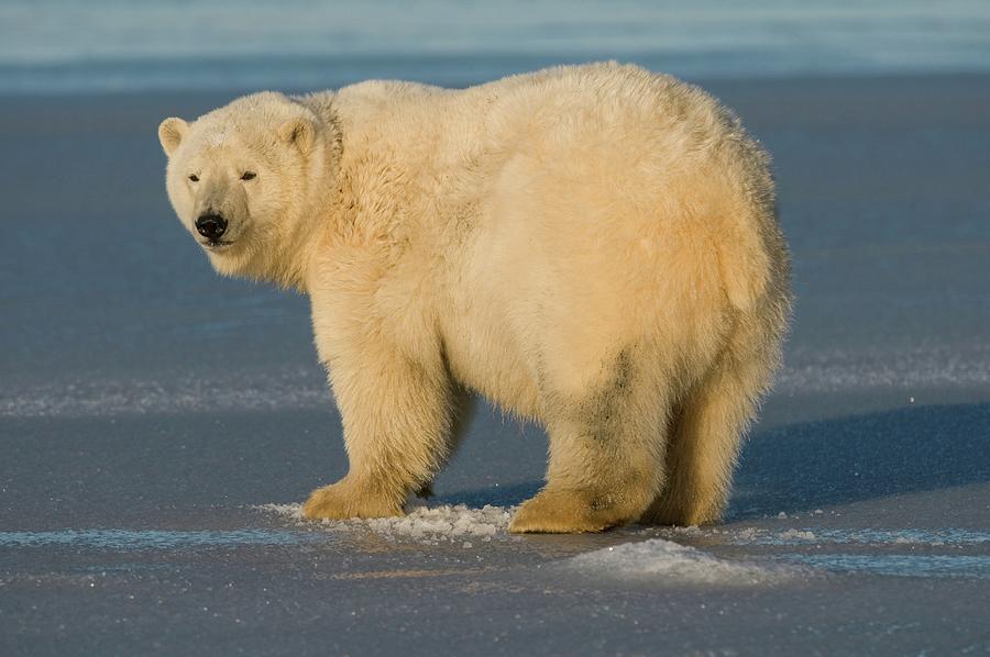 Usa, Alaska, Brooks Range, Arctic Photograph by Steven Kazlowski | Fine ...