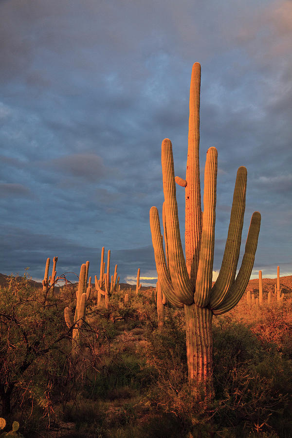 Usa, Arizona, Tucson, Saguaro National #7 Photograph by Michele Falzone