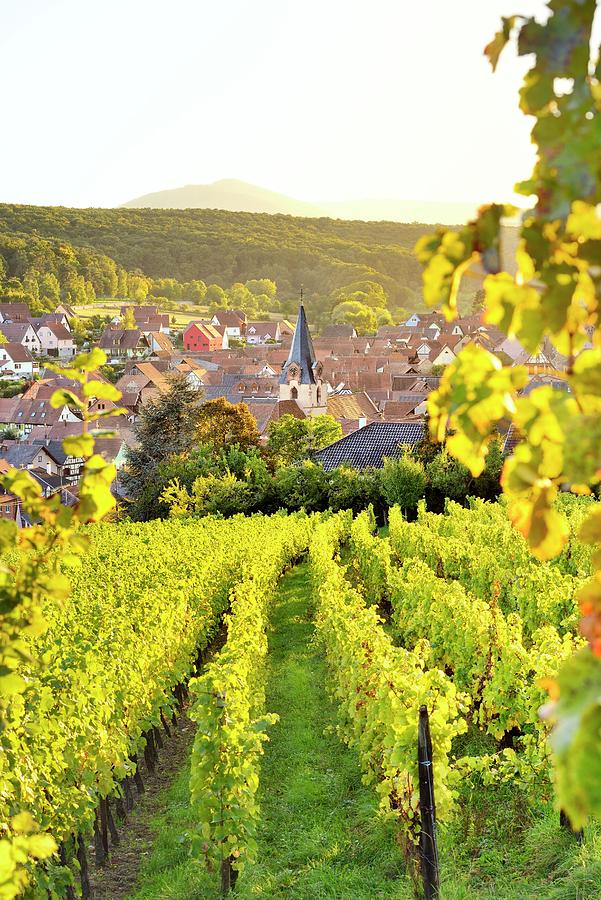 Vineyards In Alsace #7 Digital Art by Francesco Carovillano
