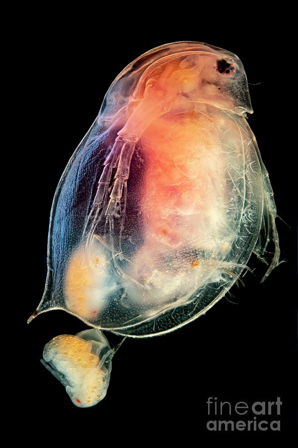 Water Flea #7 Photograph by Frank Fox/science Photo Library