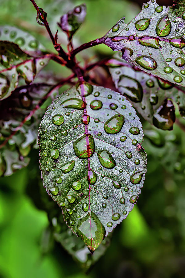 Wet Leaves #7 Photograph by Robert Ullmann