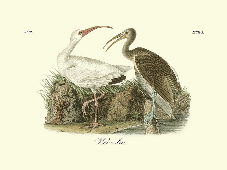 Bird Painting - White Ibis #7 by John James Audubon