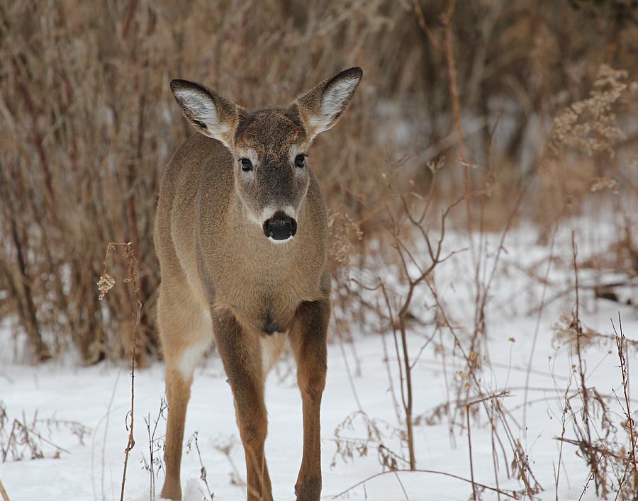 White Tailed Deer Photograph