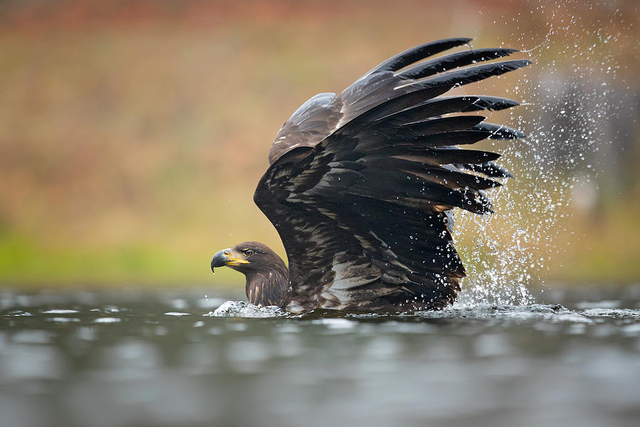 Nature Photograph - White-tailed Eagle #7 by Milan Zygmunt