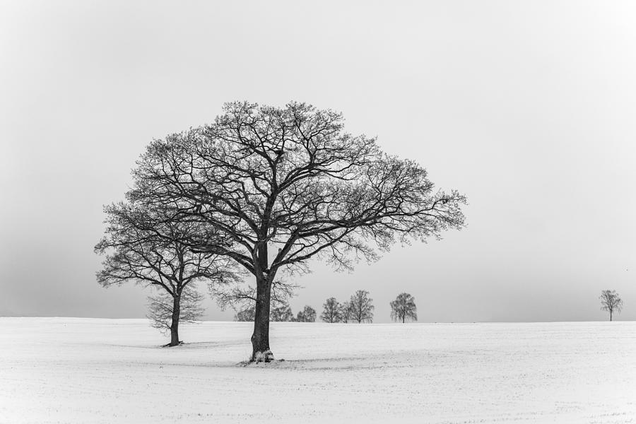 Winter Photograph by Dieter Uhlig