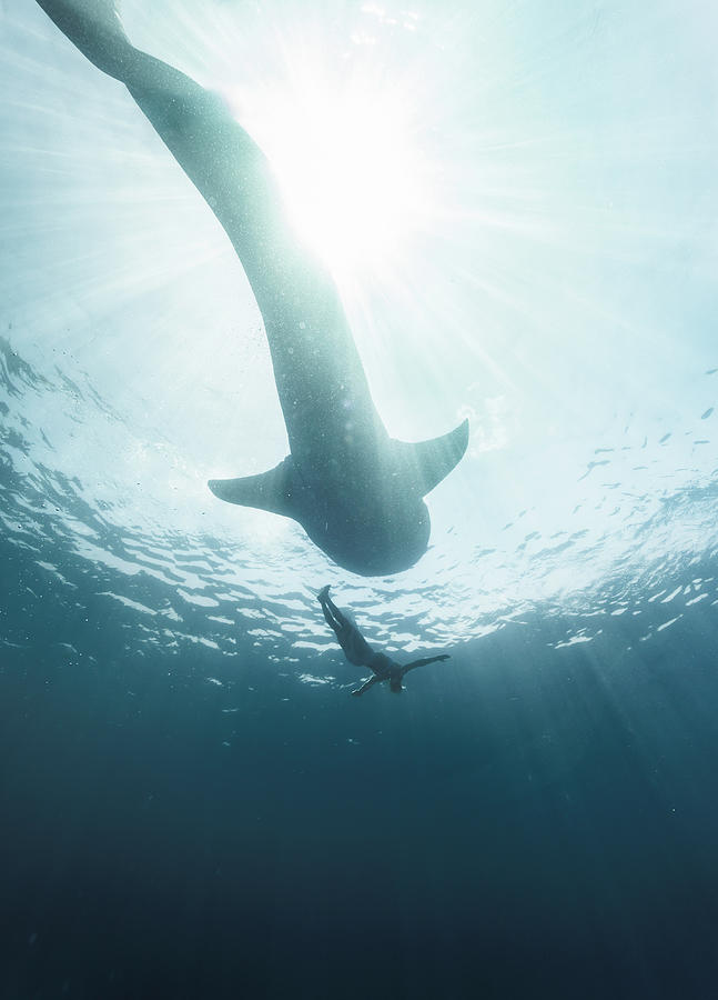 Woman Swimming With Whale Shark #7 Photograph by Tyler Stableford