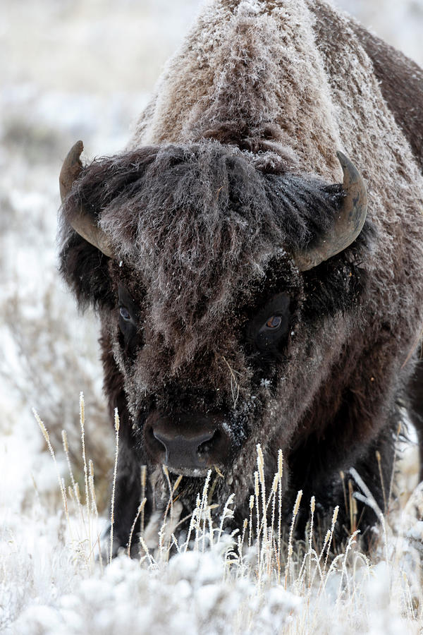 Yellowstone National Park, Portrait Photograph by Ellen Goff | Fine Art ...