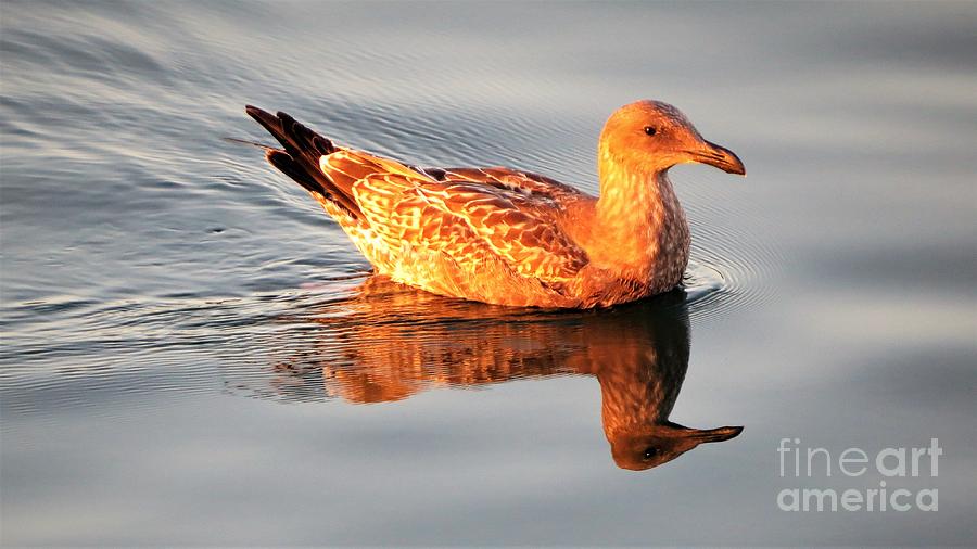 7 - Young Seagull At Sunset Photograph by Linda Vanoudenhaegen