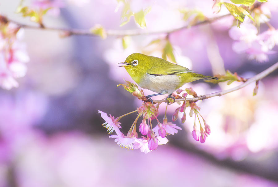 Zosterops Japonicus Photograph by Takashi Suzuki - Fine Art America