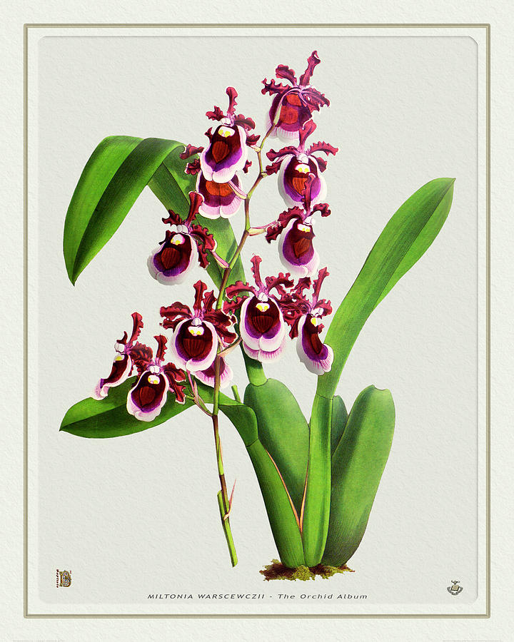 Orchid Vintage Print On Tinted Paperboard Digital Art
