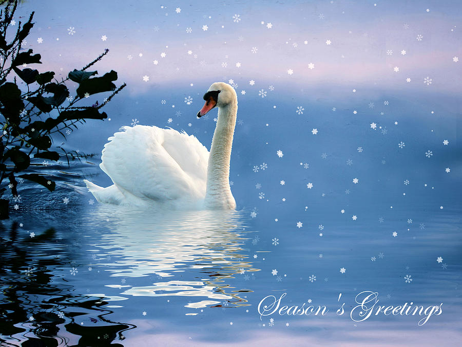 Snow Swan Swim II Photograph by Jessica Jenney
