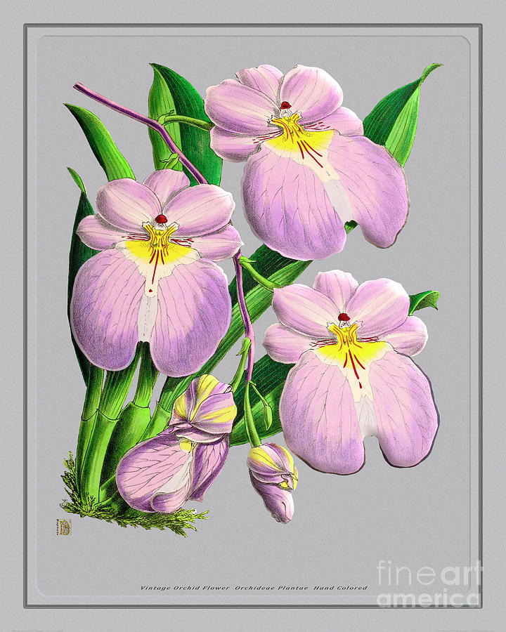 Orchid Flower Orchideae Plantae Drawing Painting by Baptiste Posters