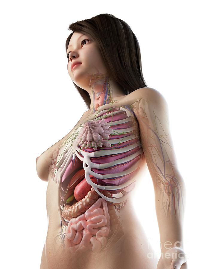 Female human body anatomy stock illustration. Illustration of chemical -  55160321