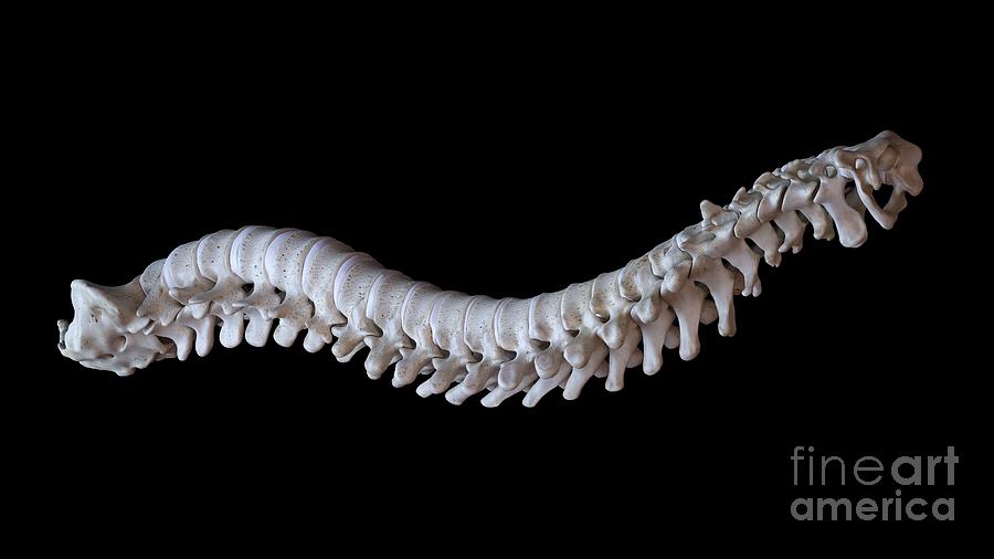 Human Spine #74 Photograph by Sebastian Kaulitzki/science Photo Library