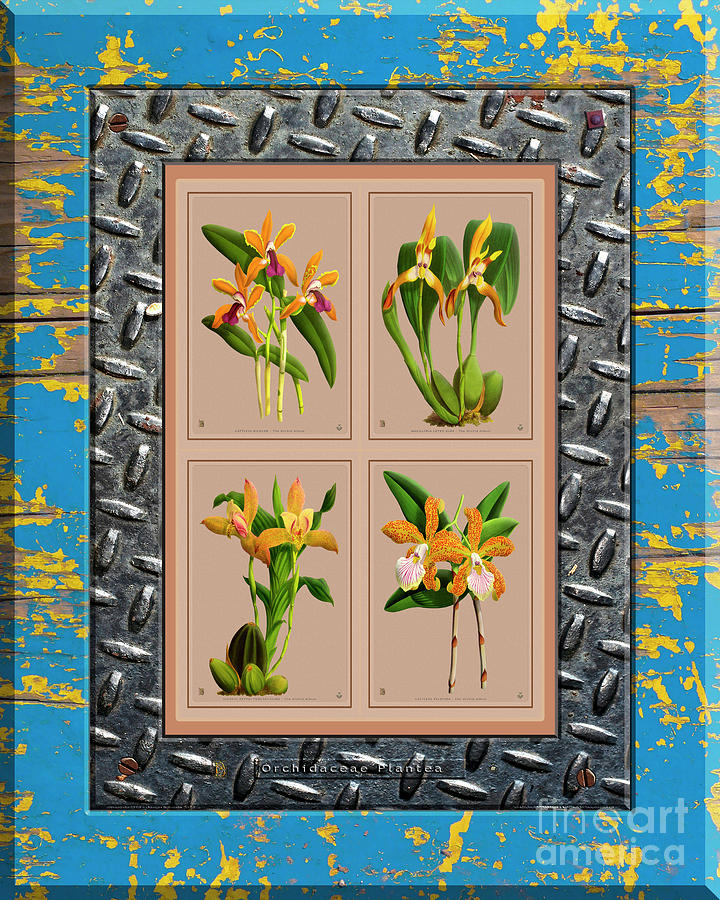 Orchids Antique Quatro Weathered Plank Rusty Metal Drawing