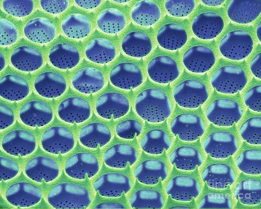 Diatom Photograph By Steve Gschmeissner/science Photo Library - Fine ...