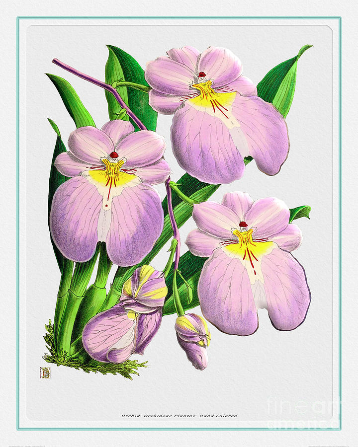 Orchid Flower Orchideae Plantae Drawing Painting by Baptiste Posters