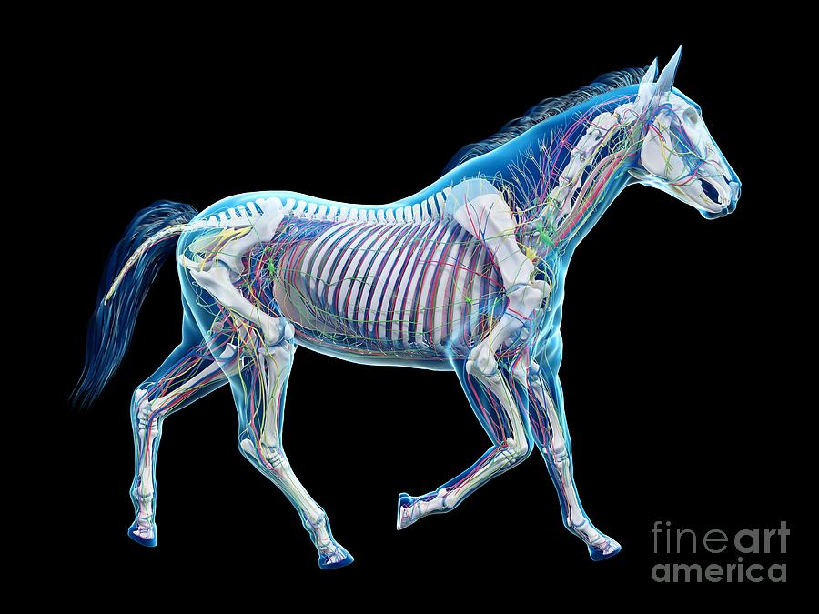 Horse Anatomy #76 Photograph by Sebastian Kaulitzki/science Photo Library